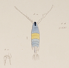 P. perspicax