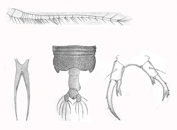 P. pexa P. pexa