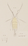 P. protensa 