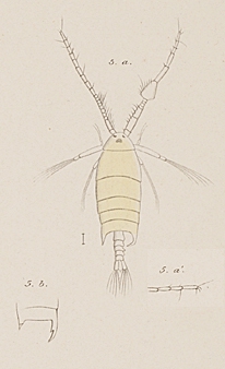 P. protensa P. protensa