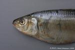 Actinopterygii