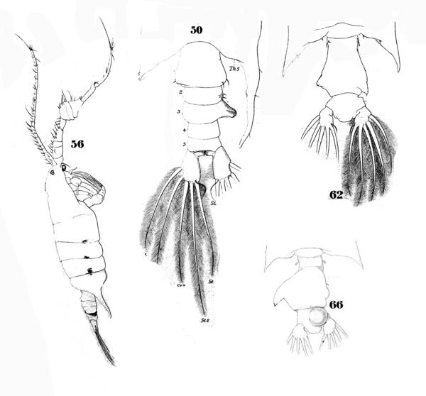 P. regalis P. regalis