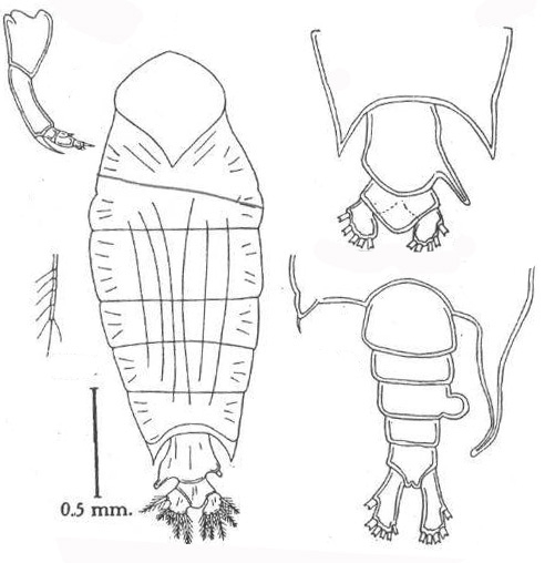 P. regalis P. regalis