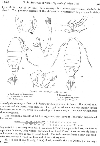 P. scotti P. scotti