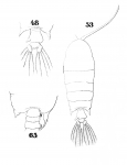 P. strenua 