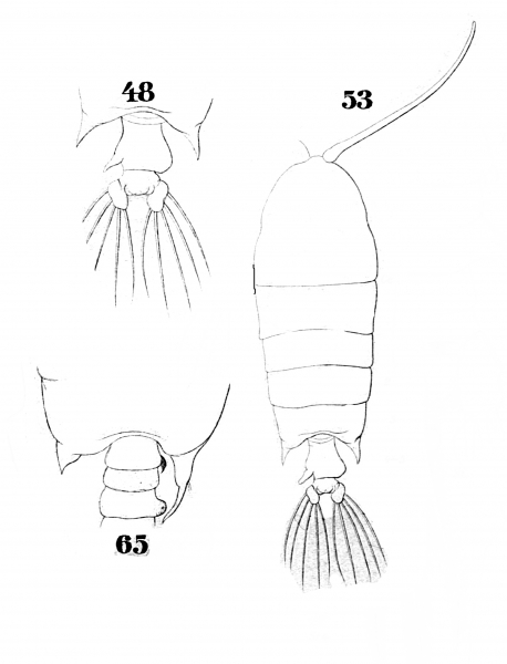 P. strenua P. strenua