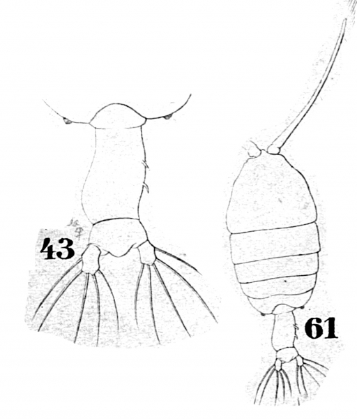 P. tenuicauda P. tenuicauda