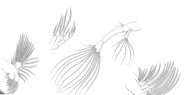 Pontellopsis villosa Pontellopsis villosa