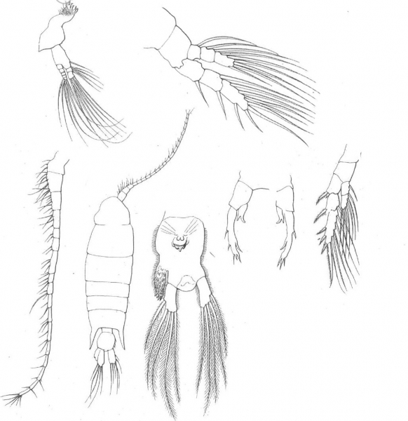 P. villosa P. villosa