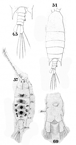 P. villosa P. villosa