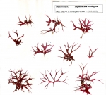 HEC4135