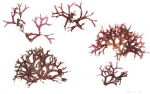 HEC2586