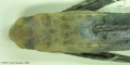 Pisces (fish)