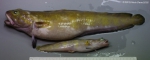 Gadiformes
