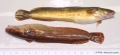Gadiformes