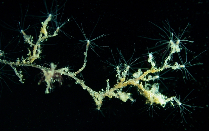 Bougainvillia muscus polyp stage with medusa buds, part of colony