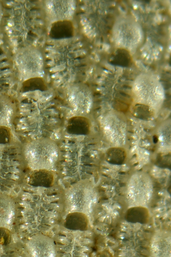 Membraniporella nitida Membraniporella nitida