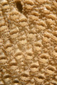 Cheilostomatida