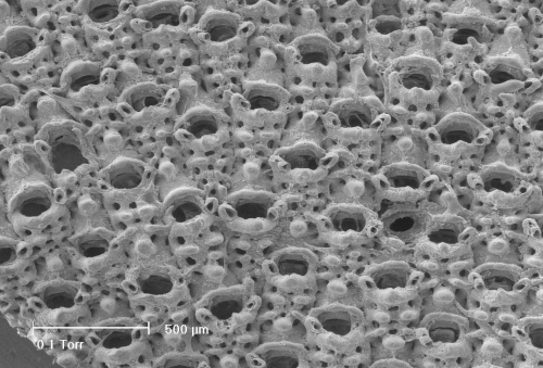 Cribrilina cryptooecium Cribrilina cryptooecium
