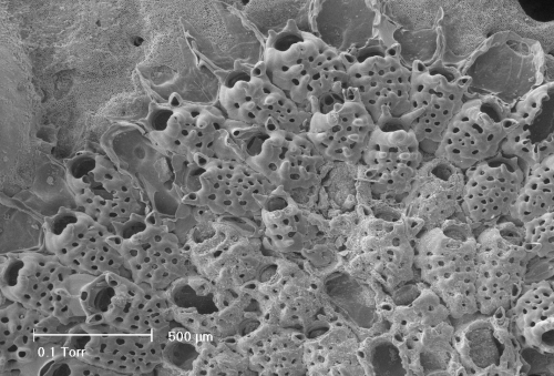 Cribrilina cryptooecium Cribrilina cryptooecium