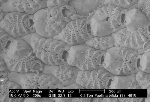 Puellina bifida (d'Hondt, 1970) Puellina bifida (d'Hondt, 1970)