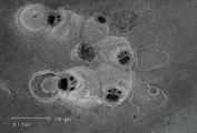 Puellina nana Reverter Gil & Fernandez Pulpeiro, 1996, author: De Blauwe, Hans