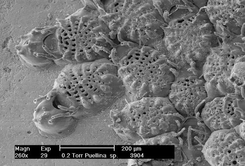 Puellina praecox Bishop & Househam, 1987 Puellina praecox Bishop & Househam, 1987