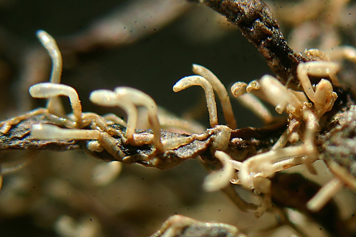 Aetea anguina (Linnaeus, 1758)