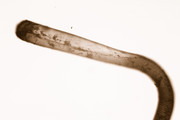 Aetea sica (Couch, 1844), author: De Blauwe, Hans