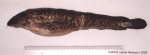 Gadiformes