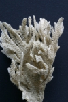 Bryozoa
