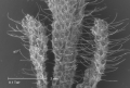 Cheilostomatida