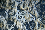 Cheilostomatida
