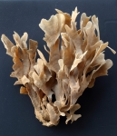 Bryozoa