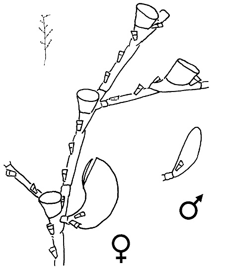 Halopteris diaphana, a typical member of the Halopterididae. Erect shoot of colony (plume), middle part of plume, gonothecae. Note presence of hydrothecae on stem.