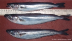 Gadiformes