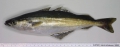 Gadiformes