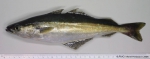 Gadiformes