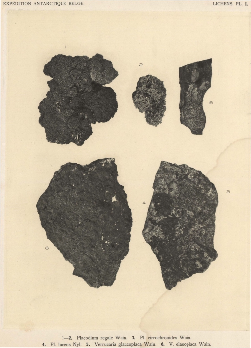 Wainio (1903, pl. 1) Wainio (1903, pl. 1)