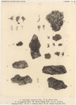 <B>Wainio, Ed.A.</B> (1903). Botanique: Lichens. Résultats du Voyage du S.Y. Belgica en 1897-1898-1899 sous le commandement de A. de Gerlache de Gomery: Rapports Scientifiques (1901-1913). Buschmann: Anvers, Belgium. 46, III plates pp.