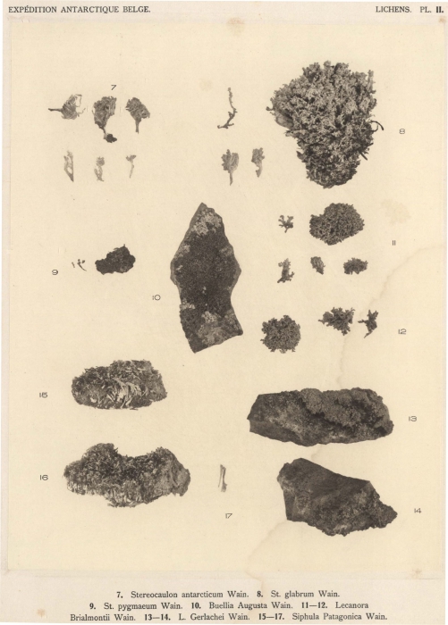 Wainio (1903, pl. 2) Wainio (1903, pl. 2)