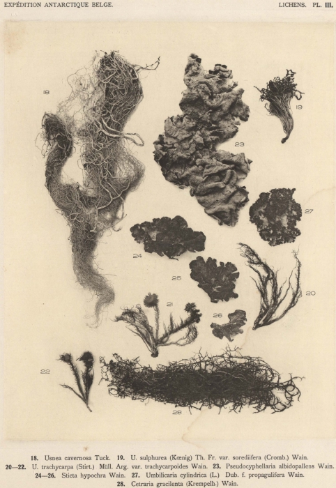 Wainio (1903, pl. 3) Wainio (1903, pl. 3)