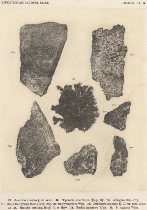 Wainio (1903, pl. 4) Wainio (1903, pl. 4)