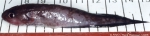 Pisces (fish)