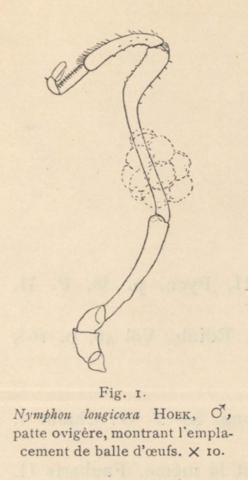 Giltay (1934, fig. 01)