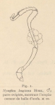 Giltay, L. (1934). Zoologie: Pycnogonides. Résultats du Voyage de la Belgica en 1897-1899 sous le commandement de A. de Gerlache de Gomery: Rapports Scientifiques (1926-1940). Buschmann: Anvers, Belgium. 16 pp.
