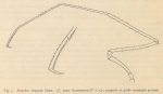 <B>Giltay, L.</B> (1934). Zoologie: Pycnogonides. Résultats du Voyage de la Belgica en 1897-1899 sous le commandement de A. de Gerlache de Gomery: Rapports Scientifiques (1926-1940). Buschmann: Anvers, Belgium. 16 pp.