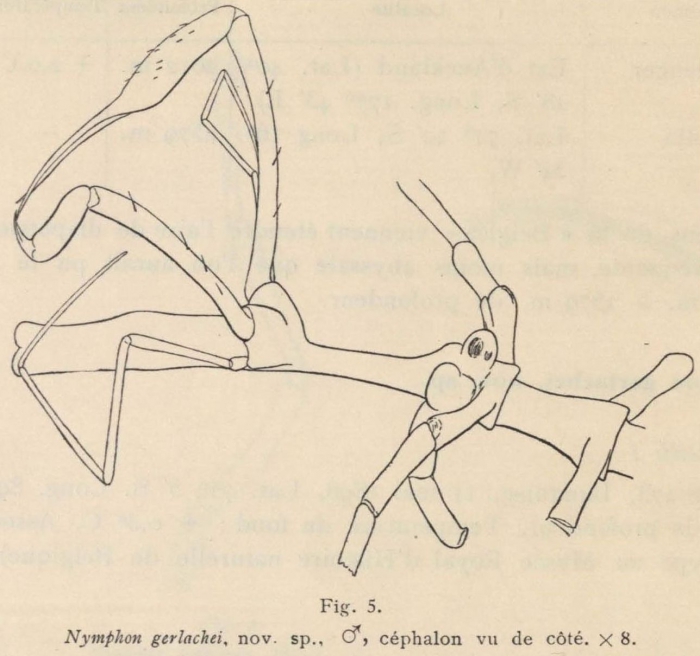 Giltay (1934, fig. 05) Giltay (1934, fig. 05)