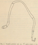 Fauna & flora van de zee
