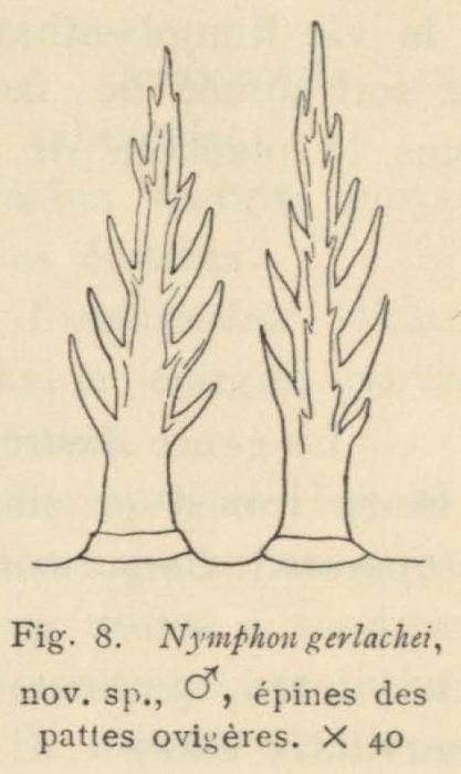 Giltay (1934, fig. 08) Giltay (1934, fig. 08)